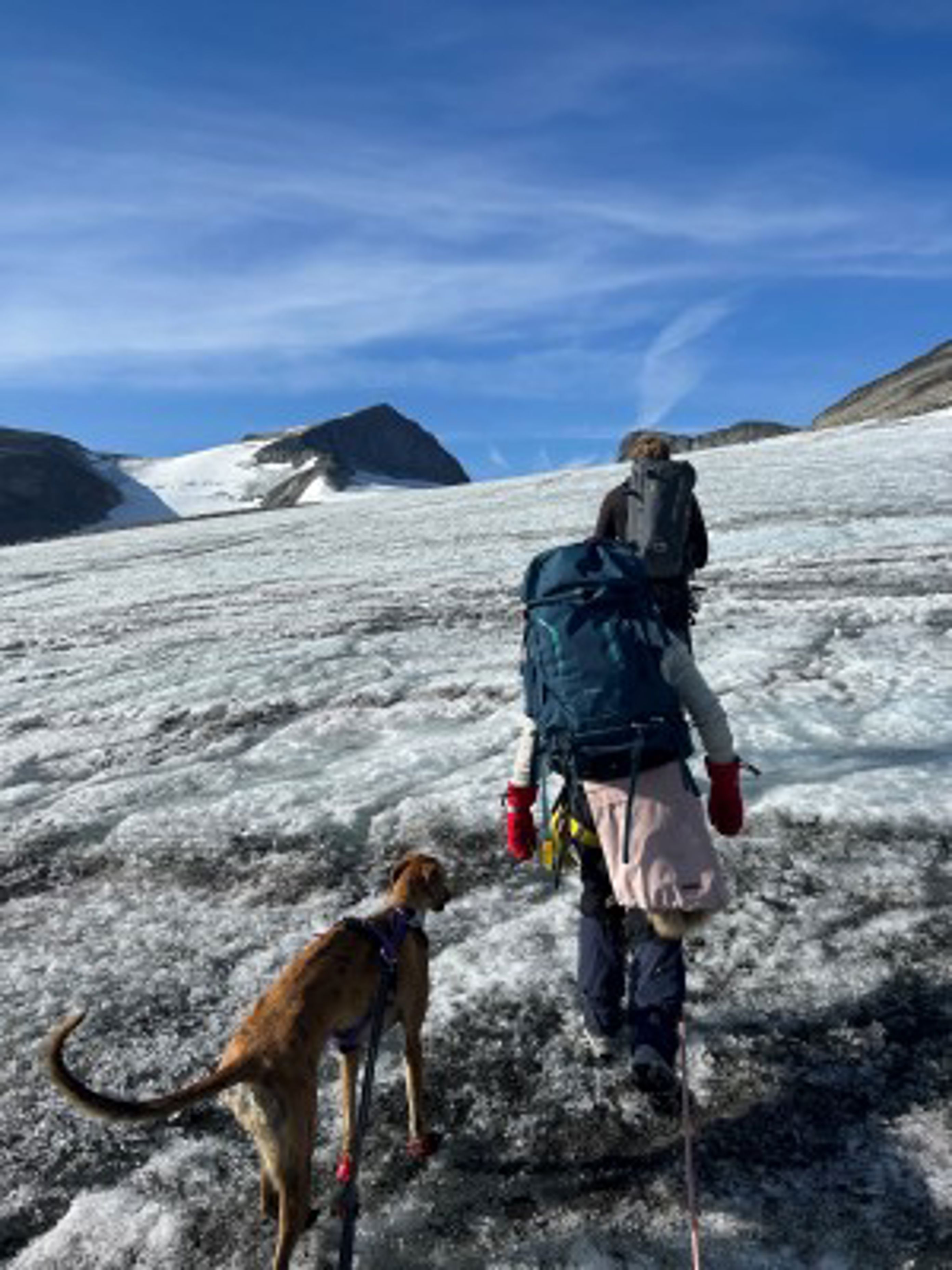 en person med en hund på et snødekt fjell